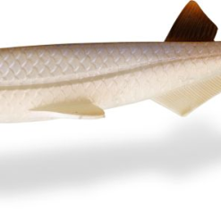 Quantum Pelagic Shad - Gummifisch -Angelzubehör Verkaufsgeschäft 3456002MJkHmM7JSaqBx 1280x1280