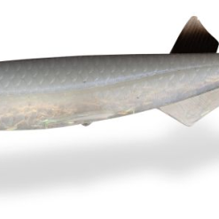Quantum Pelagic Shad - Gummifisch -Angelzubehör Verkaufsgeschäft 3456003CUcbscD6qh9gf 1280x1280